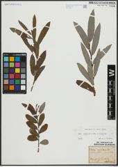 Foto von Salix appendiculata Vill. x Salix eleagnos Scop.